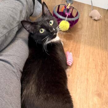 Domestic Short Hair Cats Available for Adoption in Harrisonburg, Virginia - Aveline | PetCurious
