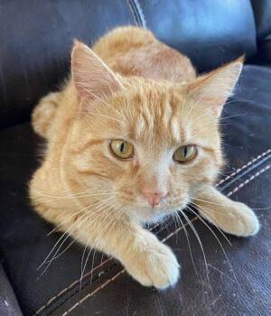 Domestic Short Hair Cats Available for Adoption in Lenexa, Kansas - Finn | PetCurious