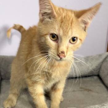 Barney -  Domestic Short Hair Cat for Adoption in Rochester, Minnesota - Barney | PetCurious