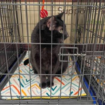 Nico -  Domestic Short Hair Cat Available for Adoption in Muskegon, Michigan - Nico | PetCurious