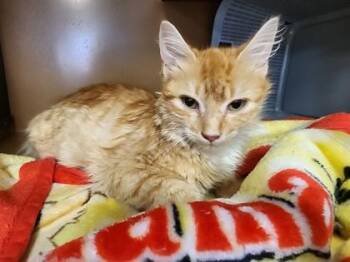 Radar $100 -  Domestic Medium Hair and Domestic Short Hair Cat for Adoption in Seneca, South Carolina - Radar $100 | PetCurious