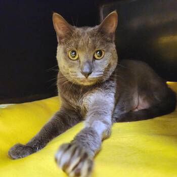 Domestic Short Hair Cats Available for Adoption - Hazel | PetCurious