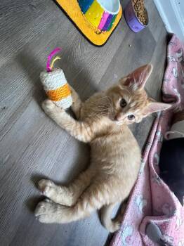 Kevo -  Domestic Short Hair Cat for Adoption in Mokena, Illinois - Kevo | PetCurious