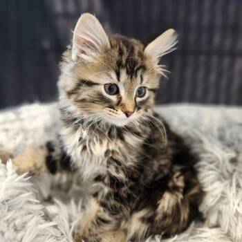 Coffee -  Domestic Medium Hair Cat for Adoption in North Battleford, Saskatchewan - Coffee | PetCurious