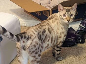 Mr. Cat (pure bred bengal) RAW DIET ONLY -  Bengal Cat for Adoption in Port Orange, Florida - Mr. Cat (pure Bred Bengal) RAW DIET ONLY | PetCurious