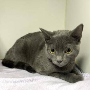 Sienna -  Domestic Short Hair Cat for Adoption in Long Beach, California - Sienna | PetCurious
