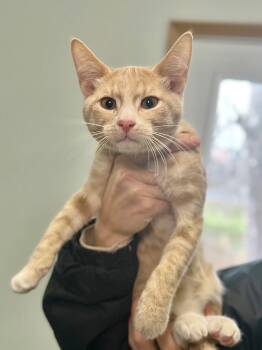 Rescue Domestic Short Hair Cats for Adoption in Menomonie, Wisconsin - Groot | PetCurious