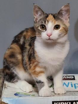 Rescue Domestic Short Hair Cats for Adoption in Portland, Indiana - Zoya | PetCurious