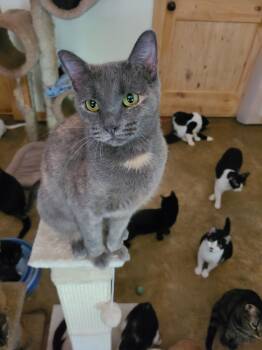 Rescue Domestic Short Hair Cats for Adoption in Ellijay, Georgia - Willa | PetCurious