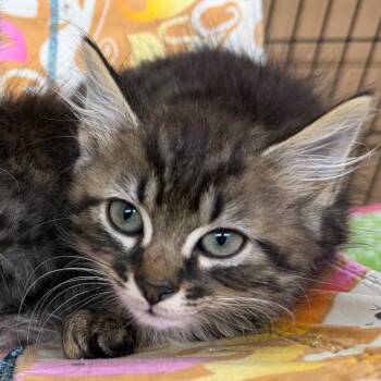 Kobe -  Domestic Medium Hair Cat for Adoption in Newport, Tennessee - Kobe | PetCurious