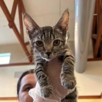 Camilla -  Domestic Short Hair Cat for Adoption in Lynchburg, Virginia - Camilla | PetCurious