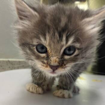 Brooke -  Domestic Short Hair Cat for Adoption in Auburn, Alabama - Brooke | PetCurious