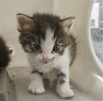 Domestic Short Hair Cats Available for Adoption in Riverside, California - A1905643 | PetCurious