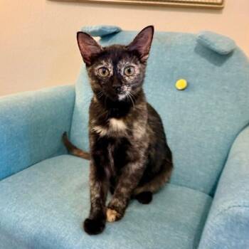 Dixie Faye Made With Love -  Tortoiseshell and Domestic Short Hair Cat for Adoption in Friendswood, Texas - Dixie Faye Made With Love | PetCurious