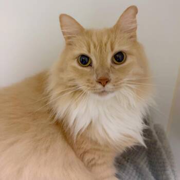 Shirley -  Domestic Long Hair and Domestic Short Hair Cat for Adoption in Woodinville, Washington - Shirley | PetCurious