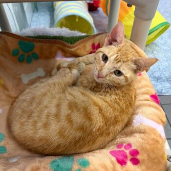 Victoria -  Domestic Short Hair Cat for Adoption in West Point, Mississippi - Victoria | PetCurious
