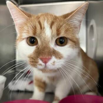 Domestic Short Hair Cats Available for Adoption in Cumming, Georgia - Jamie | PetCurious