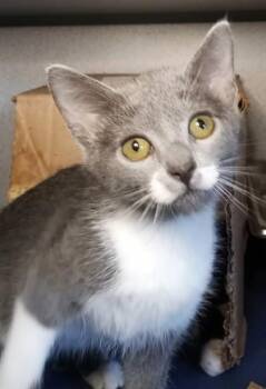 Thistle -  Domestic Short Hair Cat for Adoption in Waupaca, Wisconsin - Thistle | PetCurious