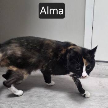Domestic Short Hair Cats Available for Adoption in Snow Hill, North Carolina - Alma | PetCurious