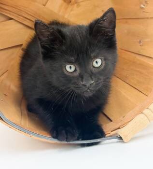 Bombay and Turkish Van Cats Available for Adoption in Bedford Hills, New York - Leo Is A Loveerrrrrrr Yummy Licorice Baby Boy | PetCurious