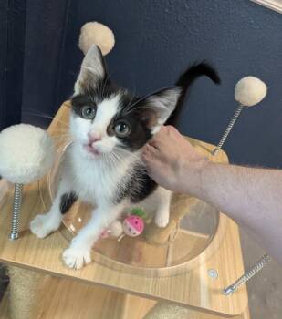 Tiramisu -  Domestic Short Hair Cat for Adoption in The Woodlands, Texas - Tiramisu | PetCurious