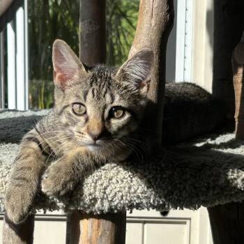 Rescue Tabby Cats for Adoption in Kinnelon, New Jersey - Liam | PetCurious
