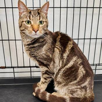Jennifer -  Domestic Short Hair Cat for Adoption in Lebanon, Missouri - Jennifer | PetCurious