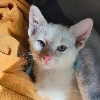 Domestic Short Hair Cats Available for Adoption in Pekin, Illinois - Spice | PetCurious