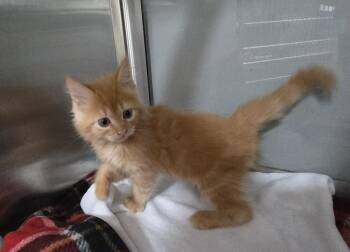 Gabe -  Domestic Short Hair Cat for Adoption in Dickson, Tennessee - Gabe | PetCurious