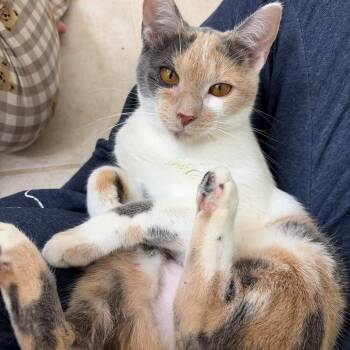 Domestic Short Hair Cats Available for Adoption - Sweet Cream | PetCurious