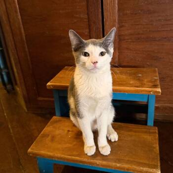 Domestic Short Hair Cats Available for Adoption - Bradley Cooper | PetCurious