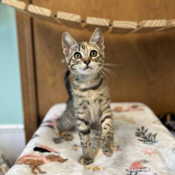 Zinnia--In Foster -  Domestic Short Hair Cat for Adoption in Fargo, North Dakota - Zinnia--In Foster | PetCurious