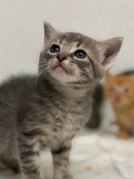 Domestic Short Hair Cats Available for Adoption in Lockhart, Texas - Meowvin Gaye | PetCurious