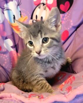 Malcolm Allen -  Tabby Cat for Adoption in Somerset, Kentucky - Malcolm Allen | PetCurious