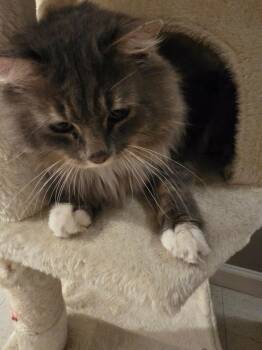 Domestic Long Hair Cats Available for Adoption - Gris | PetCurious