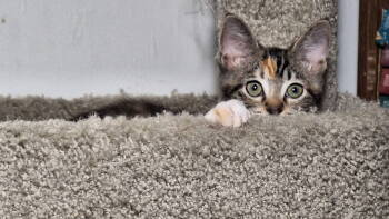 Rescue Domestic Short Hair Cats for Adoption in Los Angeles, California - Juliet | PetCurious