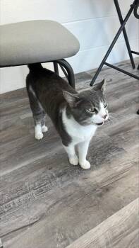 Rescue Domestic Short Hair Cats for Adoption in Palmetto, Florida - A132072 | PetCurious