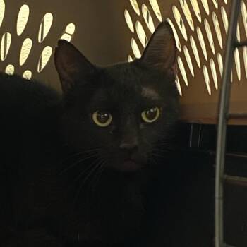 Mei (26-4B-MOM) -  Domestic Short Hair Cat for Adoption in Rifle, Colorado - Mei (26-4B-MOM) | PetCurious