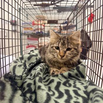 107435 -  Domestic Medium Hair Cat for Adoption in Las Cruces, New Mexico - 107435 | PetCurious