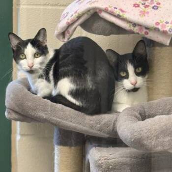 Domestic Short Hair Cats Available for Adoption in Springfield, Missouri - Bubba & Little Brother | PetCurious