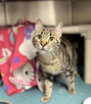 Daisy -  Domestic Short Hair Cat for Adoption in Montreal, Quebec - Daisy | PetCurious