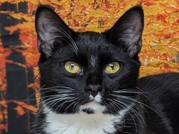 Tuxedo and Domestic Short Hair Cats Available for Adoption - Kettle Chip | PetCurious