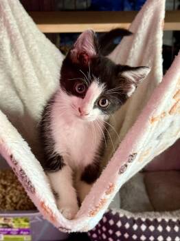 Patches -  Tuxedo Cat for Adoption in Johnson City, Tennessee - Patches | PetCurious