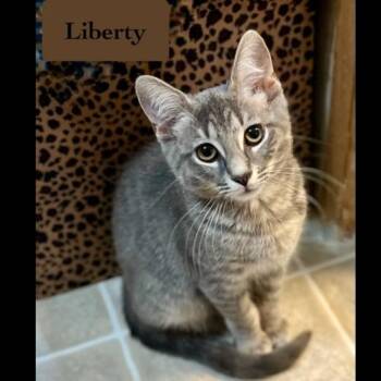 Liberty -  Domestic Short Hair Cat for Adoption in Chalfont, Pennsylvania - Liberty | PetCurious