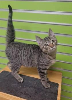 NESTLE -  Domestic Short Hair Cat for Adoption in St. Peters, Missouri - NESTLE | PetCurious