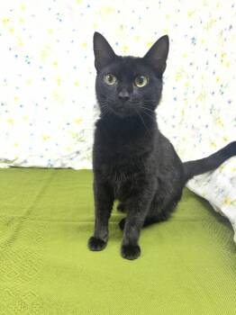 Bellatrix -  Domestic Short Hair Cat for Adoption in Upper Sandusky, Ohio - Bellatrix | PetCurious
