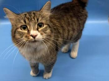 Cinnamon -  Domestic Medium Hair and Domestic Short Hair Cat for Adoption in Golden Valley, Minnesota - Cinnamon | PetCurious