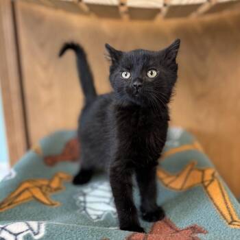 Domestic Short Hair Cats Available for Adoption in Fargo, North Dakota - Sprite--In Foster***ADOPTION PENDING*** | PetCurious