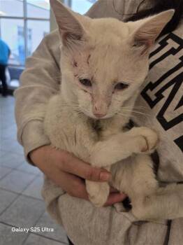 TREVOR -  Domestic Short Hair Cat for Adoption in San Antonio, Texas - TREVOR | PetCurious