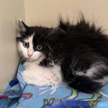 Relish -  Domestic Long Hair Cat for Adoption in Spanish Fork, Utah - Relish | PetCurious